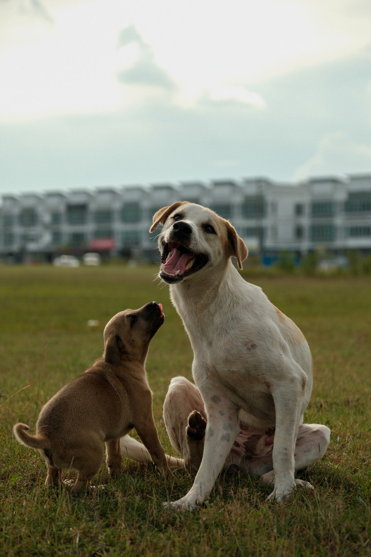 62C6A6E3 CF2A 4886 B5BB 0C62C355EDB3_1_105_c