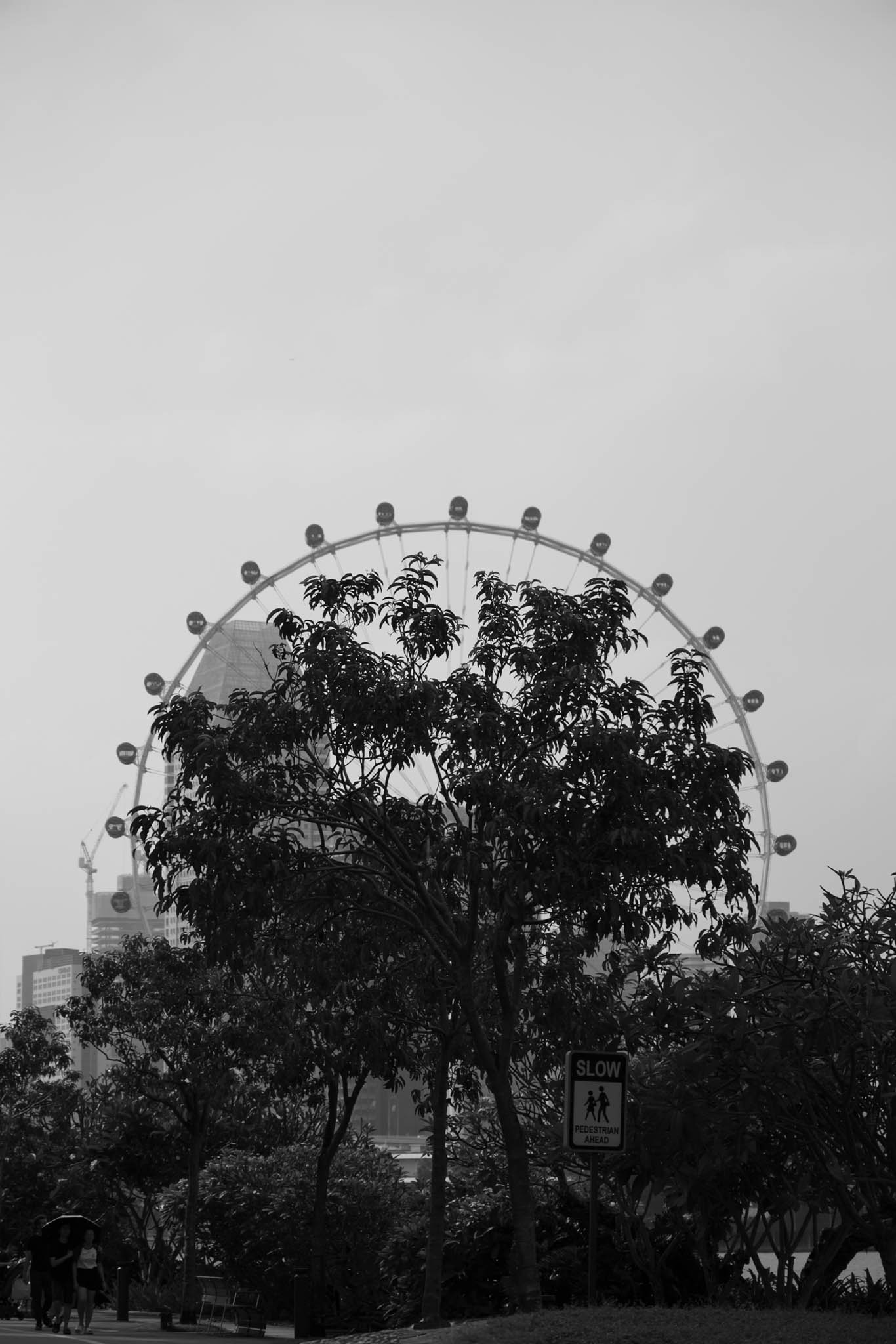 DSCF7654