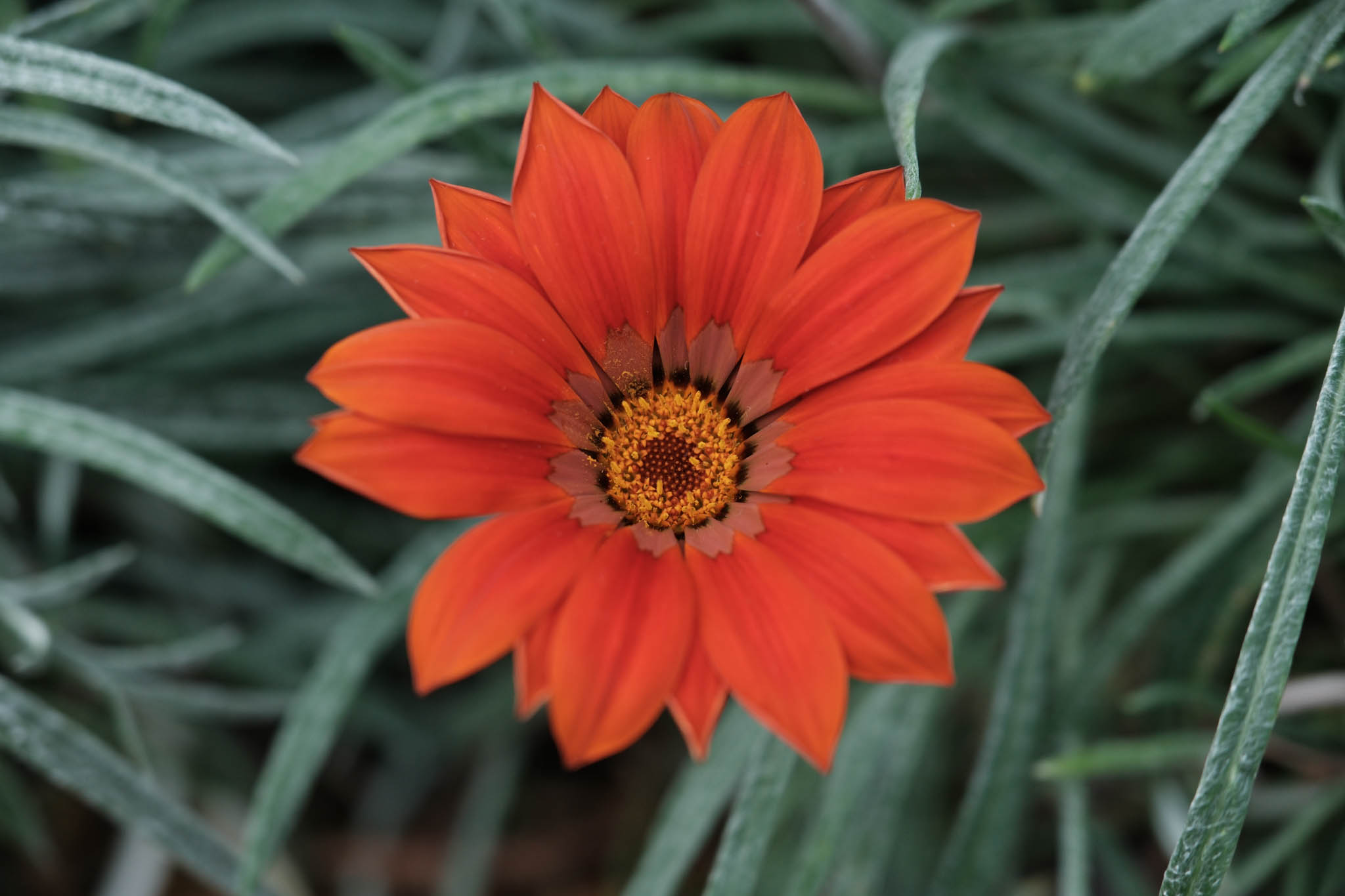 DSCF7657