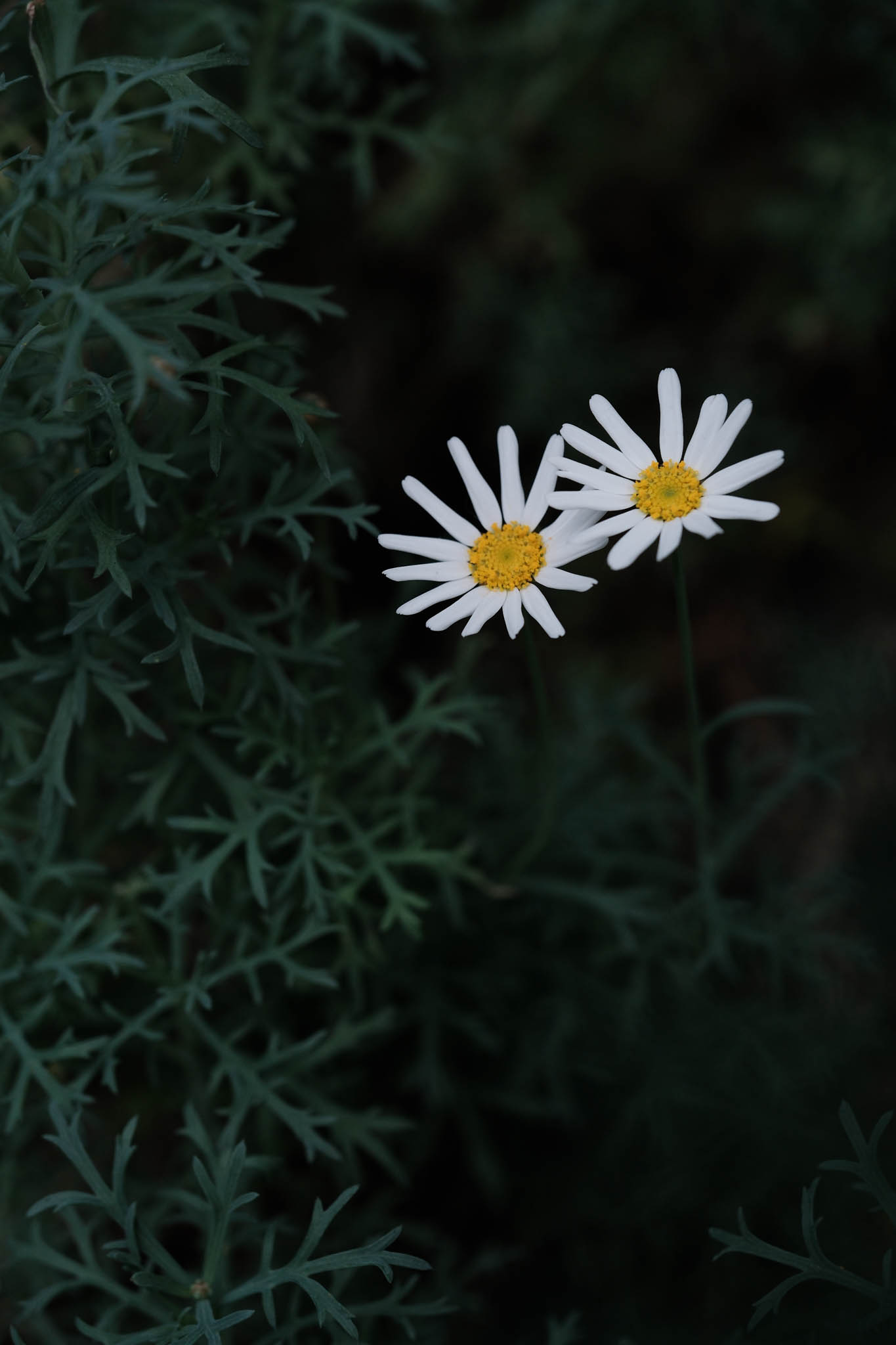 DSCF7700
